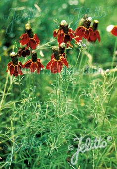 Ratibida columnifera f. pulcherrima 'Red Midget'